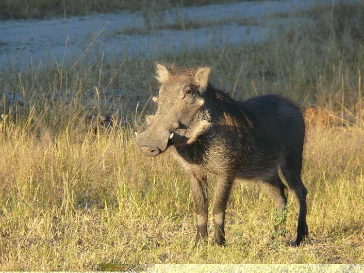 Warzenschwein.jpg