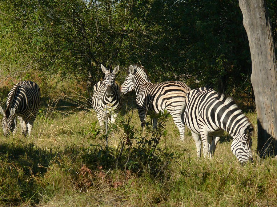 Zebras.jpg