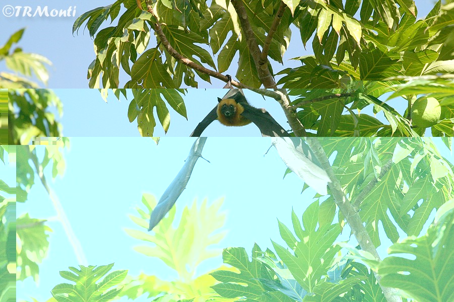 Bat.jpg